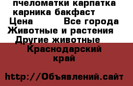 пчеломатки карпатка карника бакфаст F-1 › Цена ­ 800 - Все города Животные и растения » Другие животные   . Краснодарский край